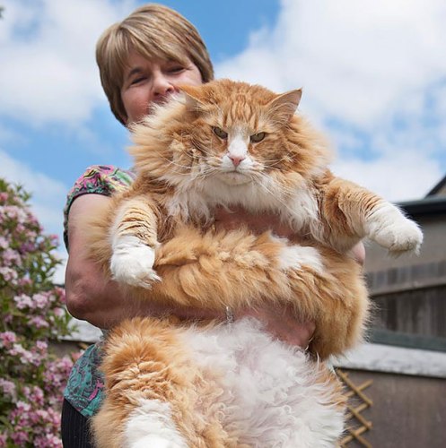 FOTO LOL | Top 16 cele mai grase pisici din lume