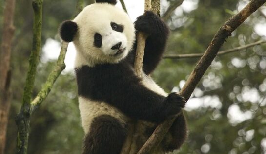 Un panda adorabil a rămas cocoțat în copac! Reacția lui îți va face ziua mai frumoasă!