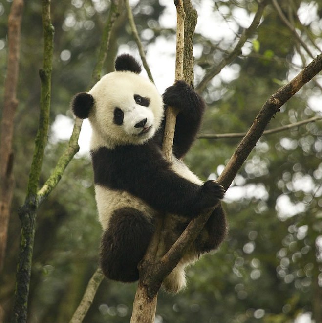 Un panda adorabil a rămas cocoțat în copac! Reacția lui îți va face ziua mai frumoasă!