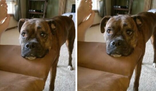 VIDEO LOL | Câinele ăsta are nevoie de atenţie şi scoate nişte sunete incredibile!