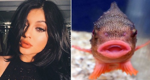 11 pești care seamănă cu fetele care au vrut buzele lui Kylie Jenner