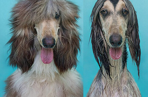 FOTO LOL | Cum arată câinii înainte și după baie! Care e cel mai funny?
