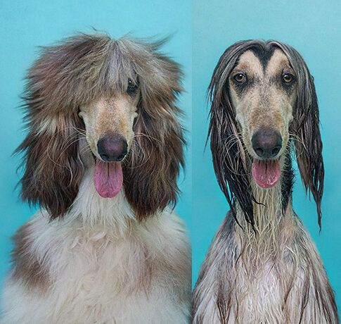 FOTO LOL | Cum arată câinii înainte și după baie! Care e cel mai funny?