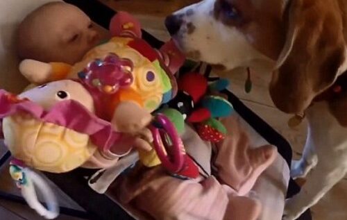 VIDEO LOL | Acest câine îi aduce bebelușului toate jucăriile, numai să nu-l audă plângând