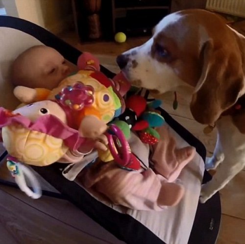 VIDEO LOL | Acest câine îi aduce bebelușului toate jucăriile, numai să nu-l audă plângând