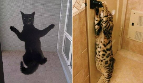 GALERIE FOTO | 17 pisici care sunt DISPERATE să intre în casă