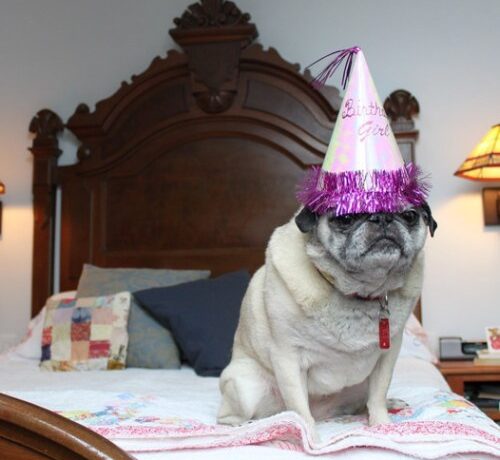 FOTO LOL | 13 câini care urăsc petrecerile din tot sufletul