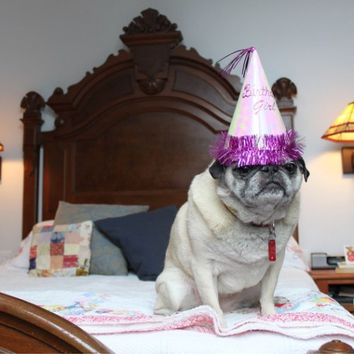 FOTO LOL | 13 câini care urăsc petrecerile din tot sufletul