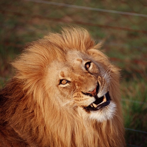 Un leu salvat după 13 ani de viață la circ atinge pentru prima oară iarba