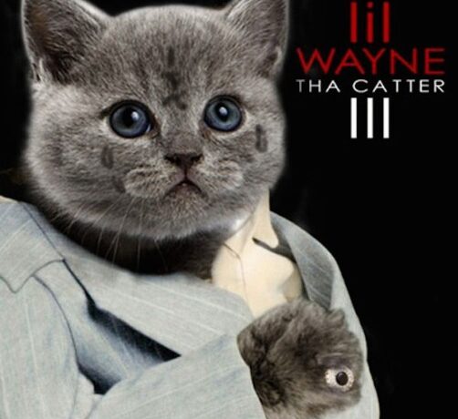 LOL | Rapperii au fost înlocuiți de pisici pe copertele albumelor lor!