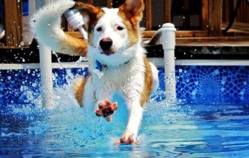 TOP 17 câini care adoră să se bălăcească în piscină