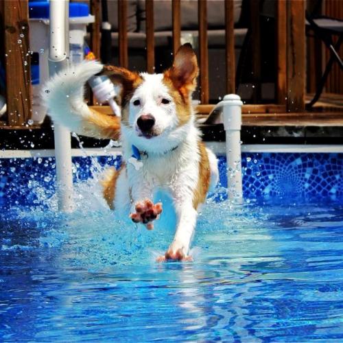 TOP 17 câini care adoră să se bălăcească în piscină