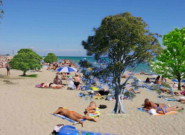 Propunere Guvern: Vor să planteze arbori pe plajă pentru a compensa defrișările de la munte!