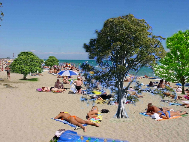 Propunere Guvern: Vor să planteze arbori pe plajă pentru a compensa defrișările de la munte!