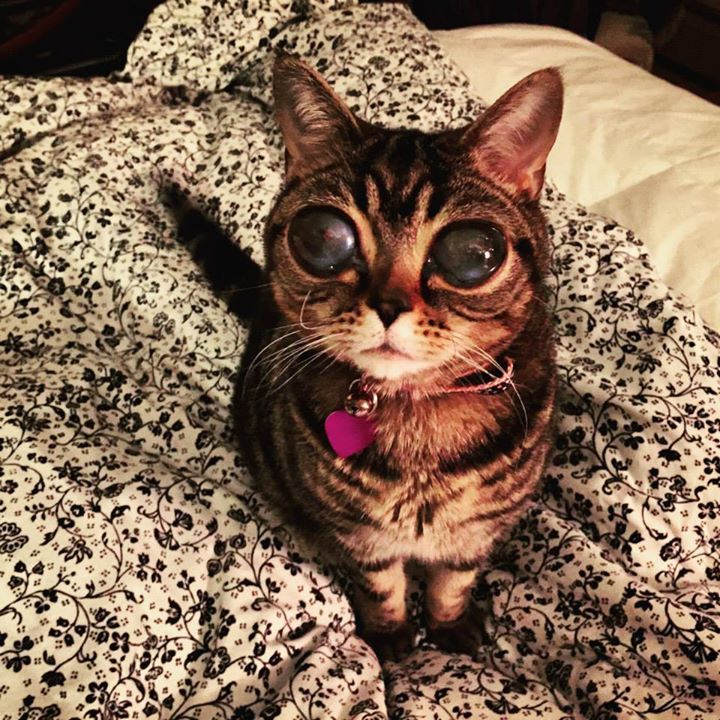 VIDEO OMG: ASTA e cea mai CIUDATĂ pisică pe care ai văzut-o vreodată!