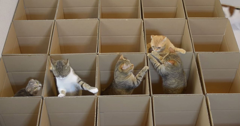 9 pisici și 20 de cutii