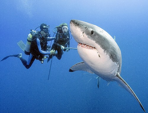 VIDEO OMG: Asta se întâmplă când un om întâlnește un rechin. Ai avea curaj să faci asta?