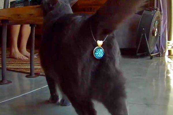 VIDEO: Ăsta e cel mai WTF accesoriu pentru pisici. Uite cu ce poți să-i acoperi fundul!