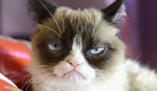FOTO LOL! Cum ar arăta Grumpy Cat în rol de personaj Disney