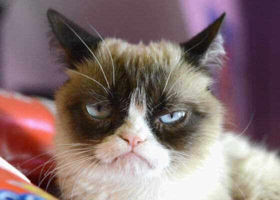 FOTO LOL! Cum ar arăta Grumpy Cat în rol de personaj Disney