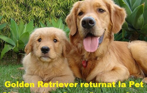 Pet Shop dat în judecată de un român pe motiv că Golden Retriever-ul lui nu a găsit niciun gram de aur!