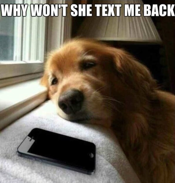 LOL! Cum ar arăta un schimb de mesaje cu câinele tău, dacă ar şti să scrie