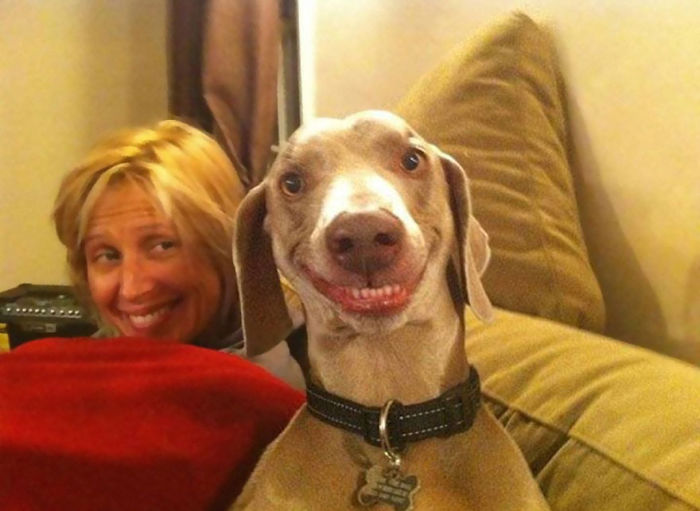 14 câini care zâmbesc mai mult şi mai sincer decât oamenii
