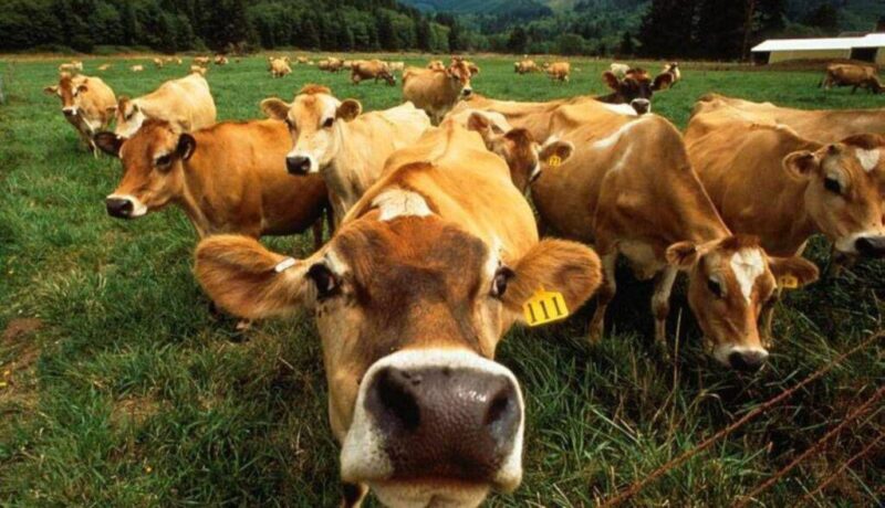 VIDEO LOL. Cum reacţionează o cireadă de vaci la un concert în aer liber. PRICELESS!