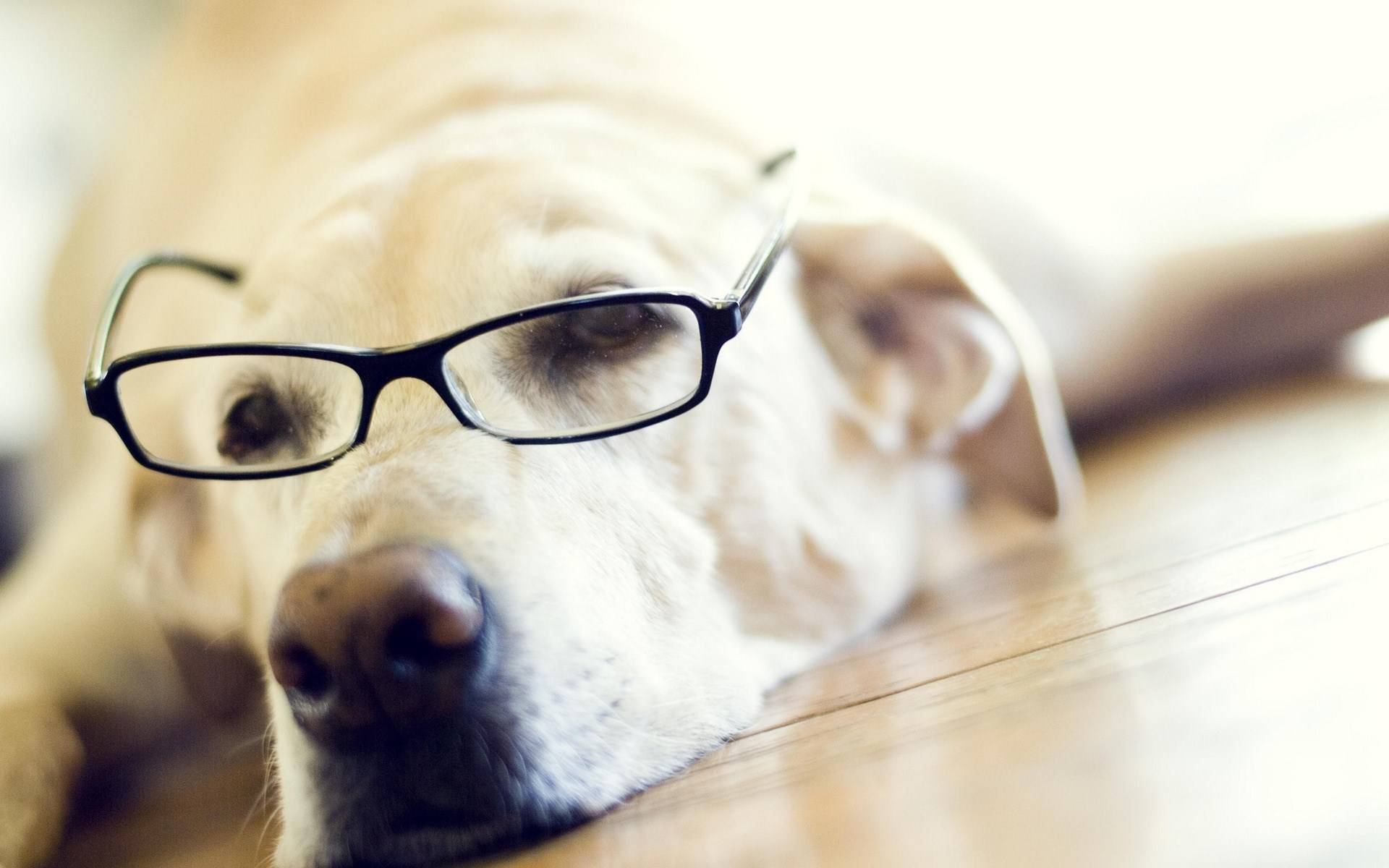 10 probleme pe care doar cei care nu văd, dar REFUZĂ să poarte ochelari, le pot înţelege