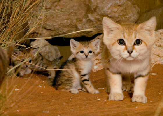 12 specii de pisici sălbatice despre care probabil nu știai că există