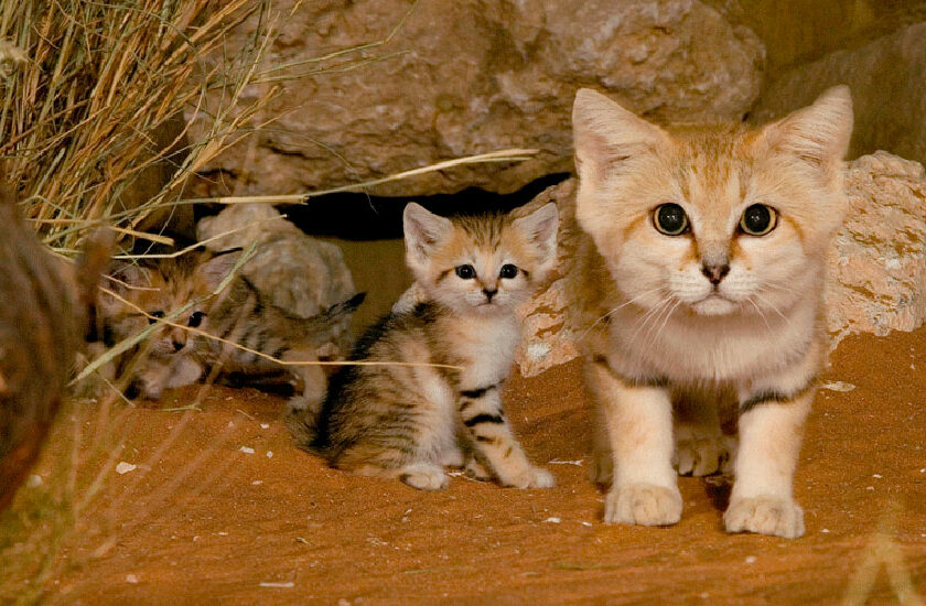 12 specii de pisici sălbatice despre care probabil nu știai că există