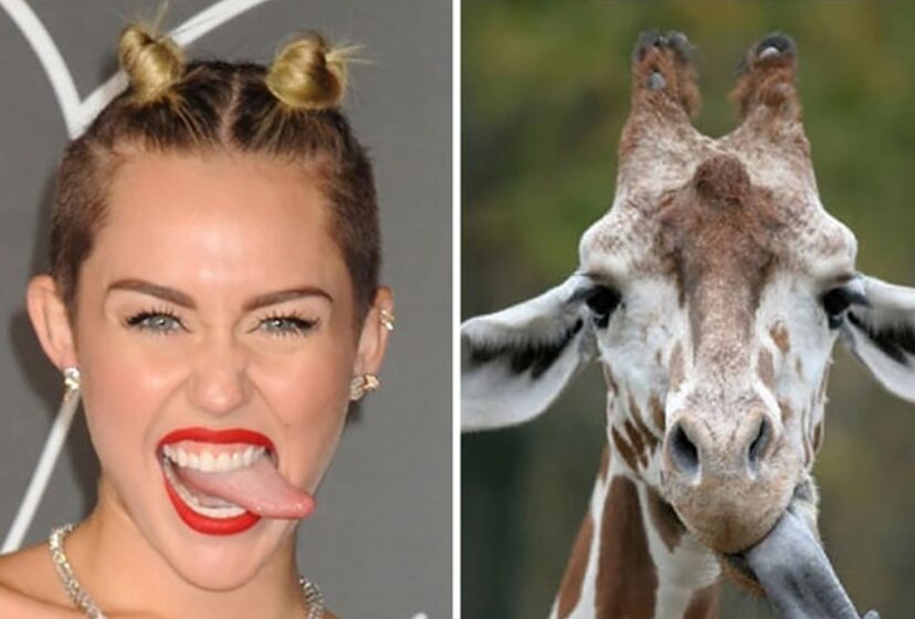 GALERIE FOTO: 17 celebrități care seamănă leit cu animale