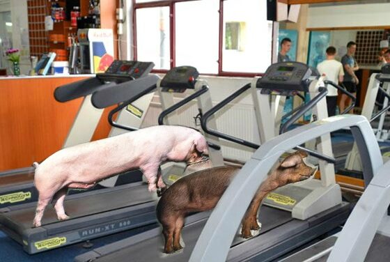 Un antrenor de fitness și-a deschis o sală de forță pentru porci ca să le mărească masa musculară!