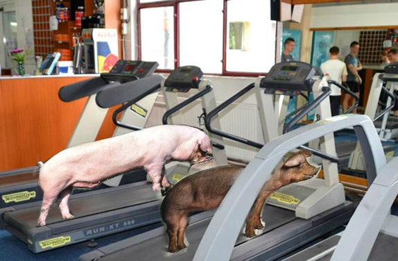 Un antrenor de fitness și-a deschis o sală de forță pentru porci ca să le mărească masa musculară!