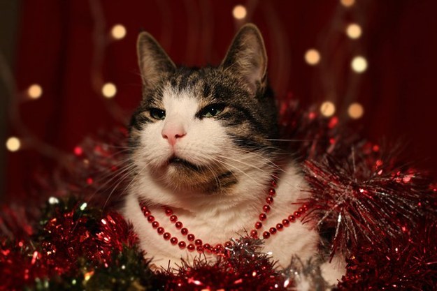 FOTO LOL. 16 pisici care URĂSC Crăciunul