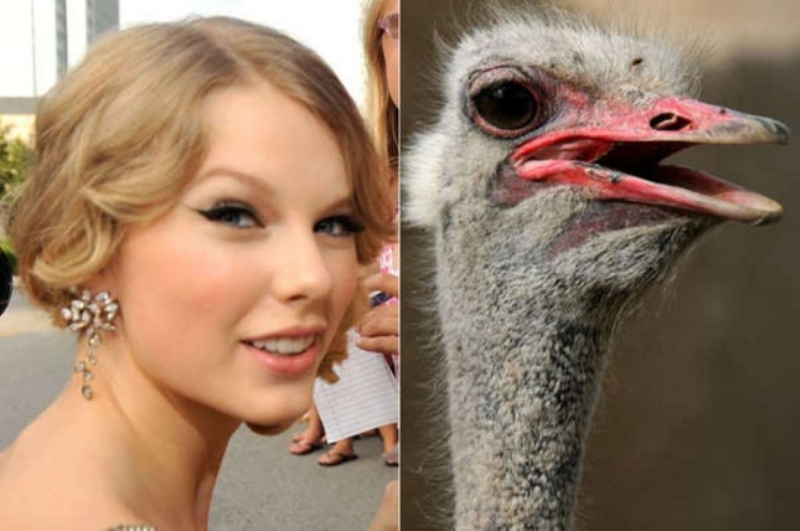 14 animale care seamănă perfect cu Taylor Swift