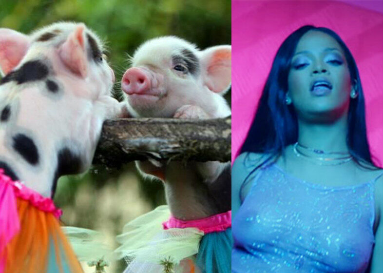 VIDEO VIRAL: Un purceluș face twerk mai bine decât Rihanna pe piesa ”Work”
