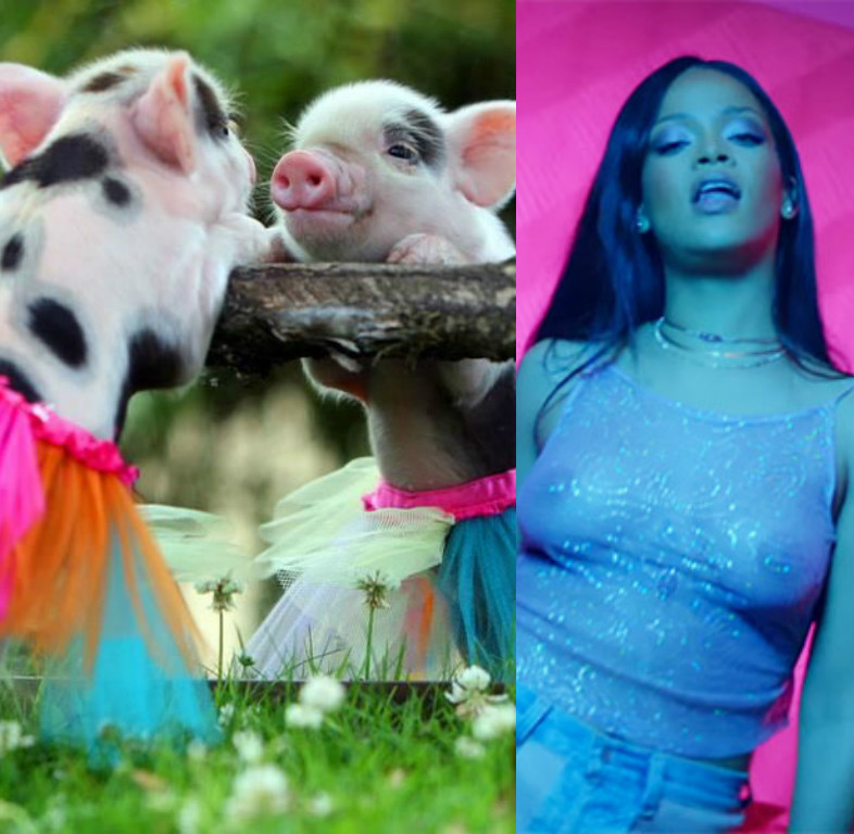 VIDEO VIRAL: Un purceluș face twerk mai bine decât Rihanna pe piesa Work