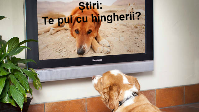 Se lansează Dog TV! Iată ce emisiuni ar putea rula pe televiziunea dedicată câinilor