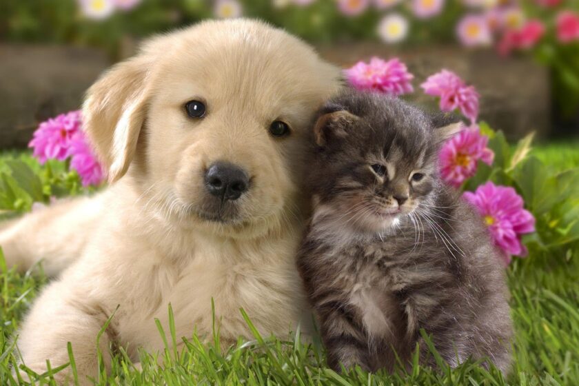 12 ilustraţii despre stăpâni de câini vs. stăpâni de pisici. Tu de care parte eşti?