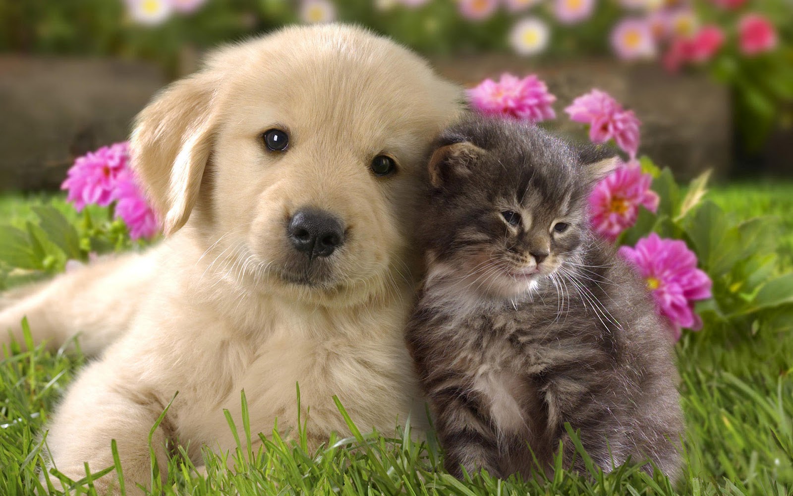 12 ilustraţii despre stăpâni de câini vs. stăpâni de pisici. Tu de care parte eşti?