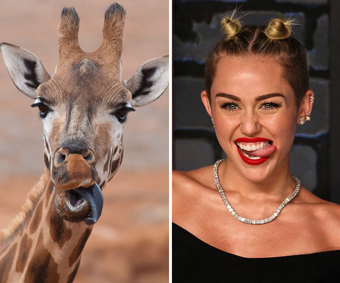 FOTO LOL! 14 celebrități care arată EXACT ca niște animale