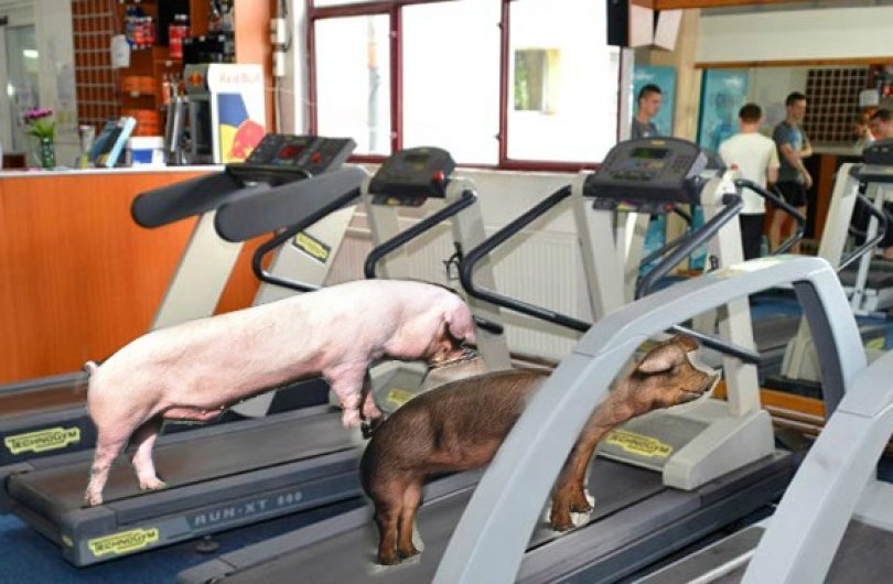 Business de sezon! Un antrenor de fitness a lansat o sală de forță pentru porci ca să le mărească masa musculară!