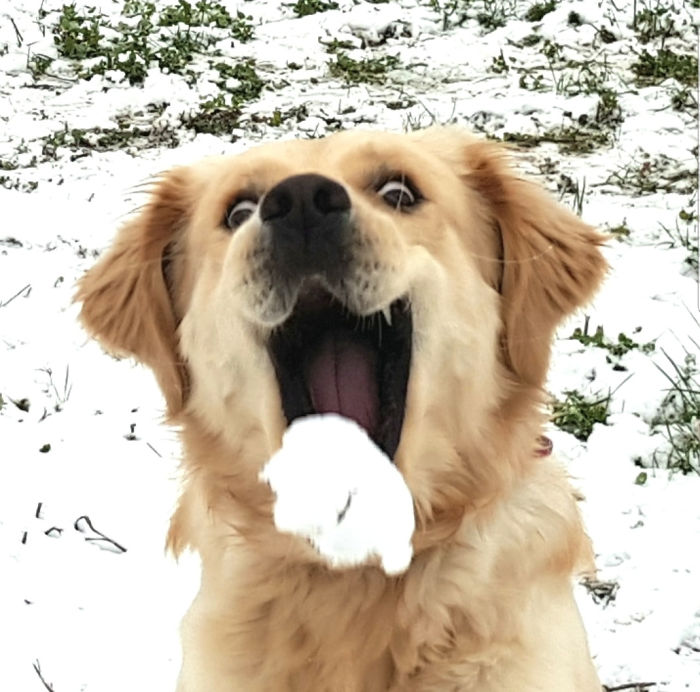Awww! Reacţiile animalelor la prima zăpadă o să te facă să iubeşti iarna