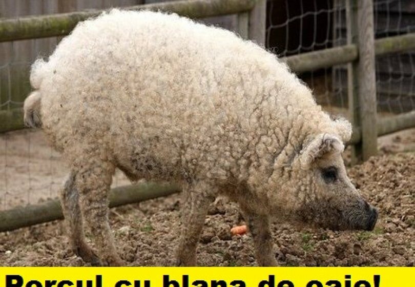 Pentru că românilor nu prea le place carnea de miel, geneticienii au creat pentru Paște porcul cu blană de oaie!