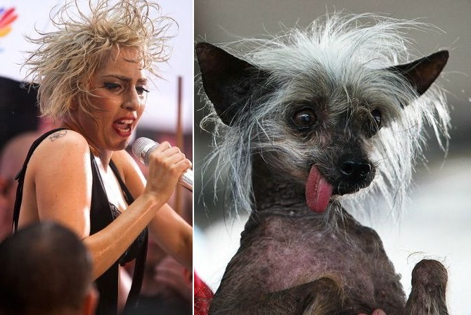 12 momente în care celebrităţile au semănat izbitor cu animale