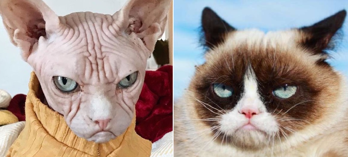 Grumpy Cat e istorie! Ea e cea mai morocănoasă pisică de pe Internet
