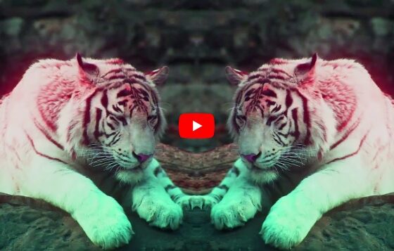 VIDEOCLIP NOU: Benny Benassi & SOFI TUKKER – Everybody Needs A Kiss