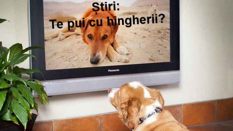 Ziua Mondială a Câinelui! Iată ce emisiuni ar putea fi la televizor dacă toate ar fi dedicate câinilor!