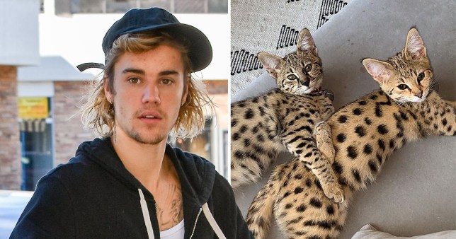 Justin Bieber și-a luat pisici de 35.000 de dolari, iar cei de la PETA i-au sărit în cap: „Ne pare rău, Justin, dar…”